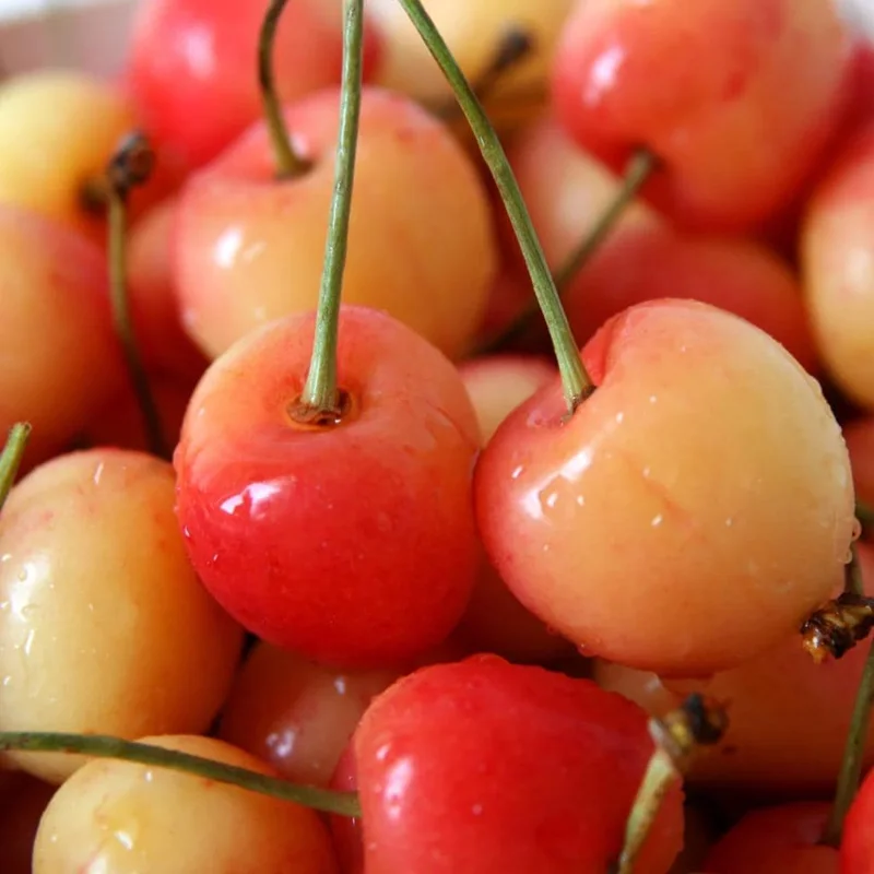 Nanking White Sweet Bush Cherry Live Plant – 6-12 Inches Tall – Outdoor Shrub Nanking White Sweet Bush Cherry Live Plant – 6-12 Inches Tall – Outdoor Shrub - Image 7