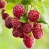 Nantahala Thornless Raspberry Live Starter Plant, Pack of 2, 4-8 Inch Tall, Everbearing - Image 1