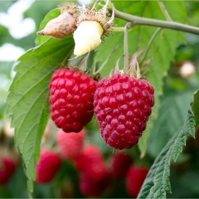 Nantahala Thornless Raspberry Live Starter Plant, Pack of 2, 4-8 Inch Tall, Everbearing Nantahala Thornless Raspberry Live Starter Plant, Pack of 2, 4-8 Inch Tall, Everbearing - Image 4