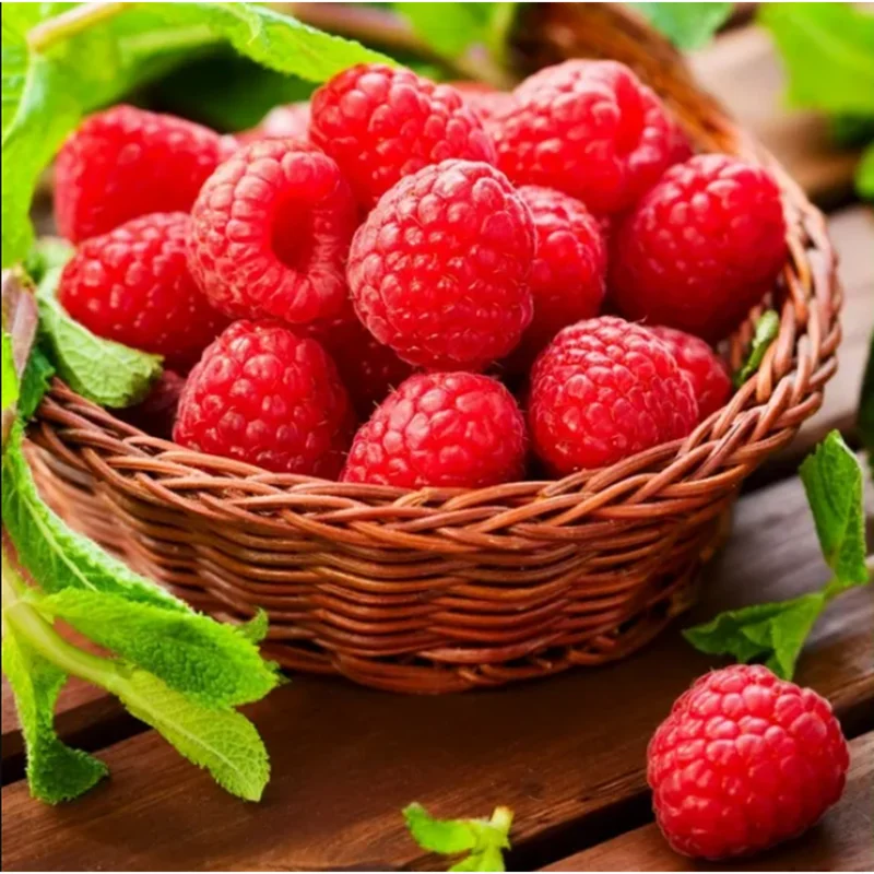 Nantahala Thornless Raspberry Live Starter Plant, Pack of 2, 4-8 Inch Tall, Everbearing Nantahala Thornless Raspberry Live Starter Plant, Pack of 2, 4-8 Inch Tall, Everbearing - Image 7