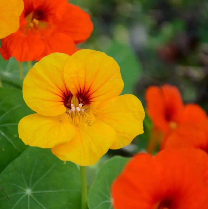 Nasturtium Live Plants - 2 Pack, Annual Flowering Vines, 4-6 Inch Tall Outdoor in 4 Inch Pot Nasturtium Live Plants - 2 Pack, Annual Flowering Vines, 4-6 Inch Tall Outdoor in 4 Inch Pot - Image 2