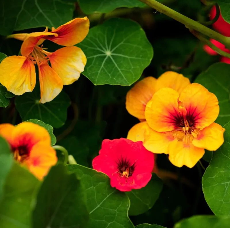 Nasturtium Live Plants - 2 Pack, Annual Flowering Vines, 4-6 Inch Tall Outdoor in 4 Inch Pot Nasturtium Live Plants - 2 Pack, Annual Flowering Vines, 4-6 Inch Tall Outdoor in 4 Inch Pot - Image 3