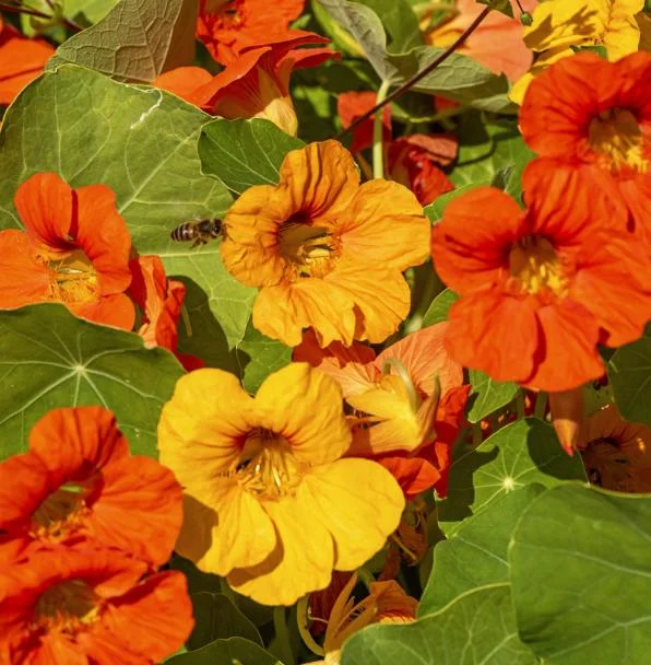 Nasturtium Live Plants - 2 Pack, Annual Flowering Vines, 4-6 Inch Tall Outdoor in 4 Inch Pot Nasturtium Live Plants - 2 Pack, Annual Flowering Vines, 4-6 Inch Tall Outdoor in 4 Inch Pot - Image 4