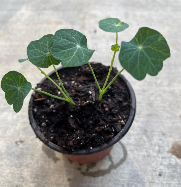 Nasturtium Live Plants - 2 Pack, Annual Flowering Vines, 4-6 Inch Tall Outdoor in 4 Inch Pot Nasturtium Live Plants - 2 Pack, Annual Flowering Vines, 4-6 Inch Tall Outdoor in 4 Inch Pot - Image 5