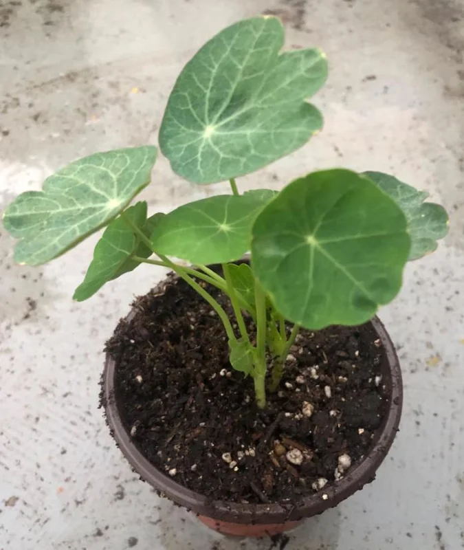 Nasturtium Live Plants - 2 Pack, Annual Flowering Vines, 4-6 Inch Tall Outdoor in 4 Inch Pot Nasturtium Live Plants - 2 Pack, Annual Flowering Vines, 4-6 Inch Tall Outdoor in 4 Inch Pot - Image 6