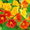 Nasturtium Live Plants - 2 Pack, Annual Flowering Vines, 4-6 Inch Tall Outdoor in 4 Inch Pot - Image 1