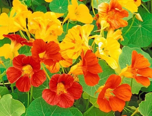 Nasturtium Live Plants - 2 Pack, Annual Flowering Vines, 4-6 Inch Tall Outdoor in 4 Inch Pot Nasturtium Live Plants - 2 Pack, Annual Flowering Vines, 4-6 Inch Tall Outdoor in 4 Inch Pot - Image 1