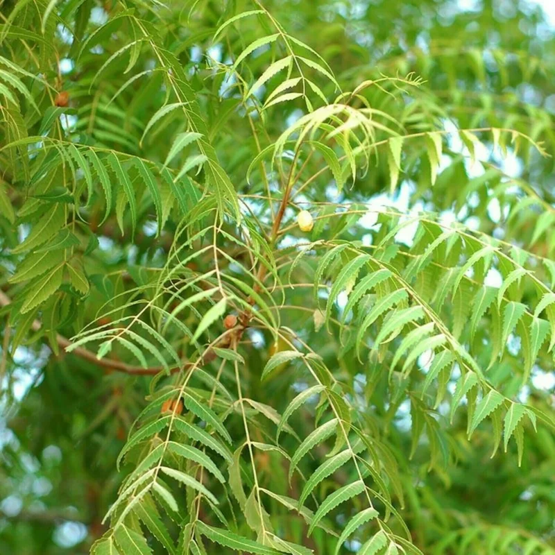 Neem Tree Seeds - Azadirachta Indica Non-GMO - Multiple Pack Sizes Neem Tree Seeds - Azadirachta Indica Non-GMO - Multiple Pack Sizes - Image 2