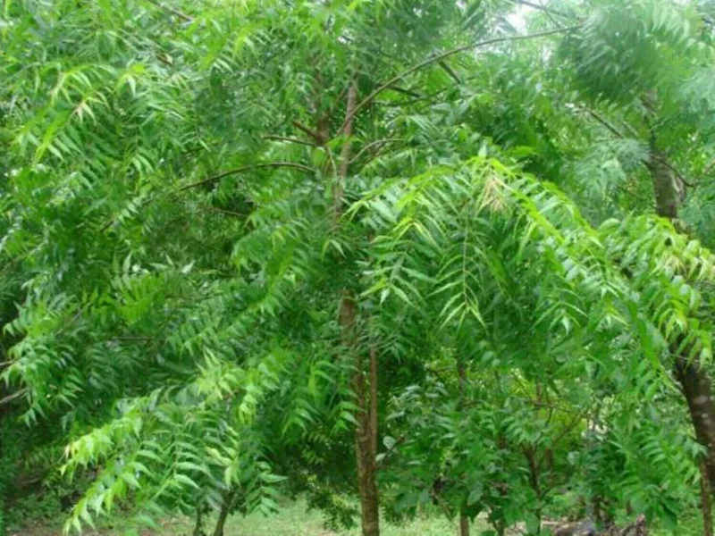 Neem Tree Seeds - Azadirachta Indica Non-GMO - Multiple Pack Sizes Neem Tree Seeds - Azadirachta Indica Non-GMO - Multiple Pack Sizes - Image 3