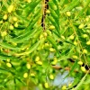 Neem Tree Seeds - Azadirachta Indica Non-GMO - Multiple Pack Sizes - Image 1