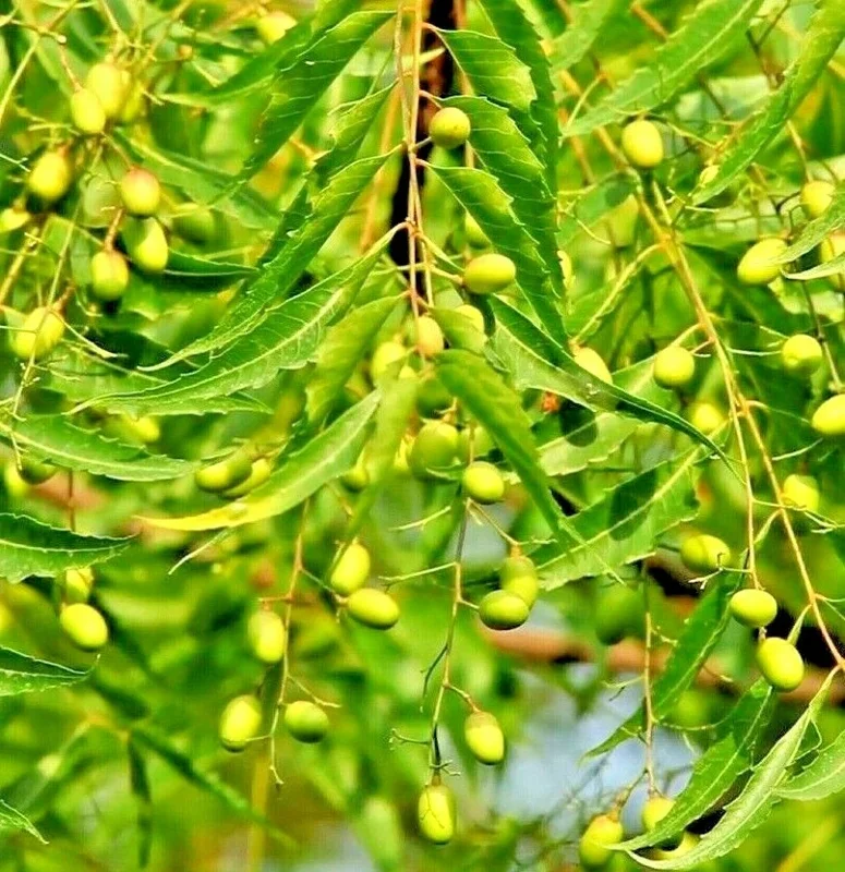 Neem Tree Seeds - Azadirachta Indica Non-GMO - Multiple Pack Sizes Neem Tree Seeds - Azadirachta Indica Non-GMO - Multiple Pack Sizes - Image 1