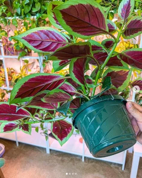 Nematanthus 'Bijou' Goldfish Plant Live, 3.3" Pot, Easy Care Trailing Houseplant Nematanthus 'Bijou' Goldfish Plant Live, 3.3" Pot, Easy Care Trailing Houseplant - Image 10