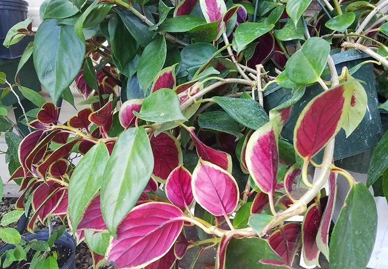 Nematanthus 'Bijou' Goldfish Plant Live, 3.3" Pot, Easy Care Trailing Houseplant Nematanthus 'Bijou' Goldfish Plant Live, 3.3" Pot, Easy Care Trailing Houseplant - Image 2