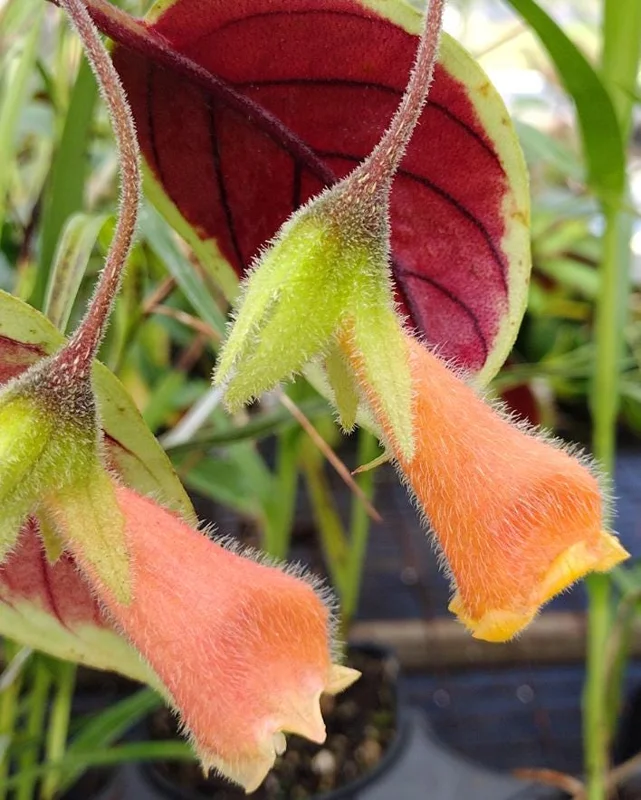 Nematanthus 'Bijou' Goldfish Plant Live, 3.3" Pot, Easy Care Trailing Houseplant Nematanthus 'Bijou' Goldfish Plant Live, 3.3" Pot, Easy Care Trailing Houseplant - Image 3