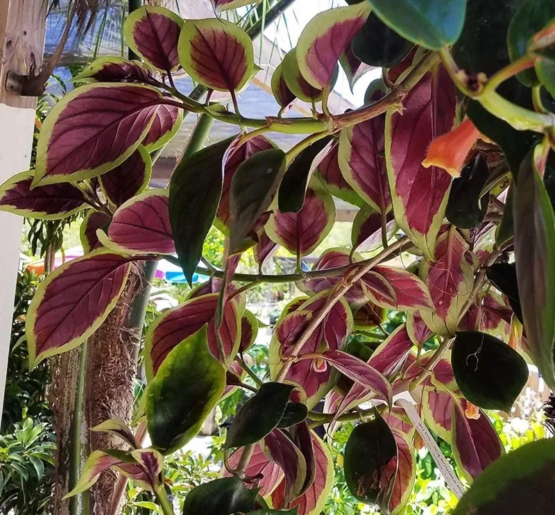 Nematanthus 'Bijou' Goldfish Plant Live, 3.3" Pot, Easy Care Trailing Houseplant Nematanthus 'Bijou' Goldfish Plant Live, 3.3" Pot, Easy Care Trailing Houseplant - Image 4