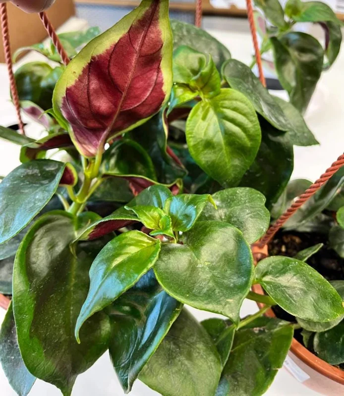 Nematanthus 'Bijou' Goldfish Plant Live, 3.3" Pot, Easy Care Trailing Houseplant Nematanthus 'Bijou' Goldfish Plant Live, 3.3" Pot, Easy Care Trailing Houseplant - Image 1