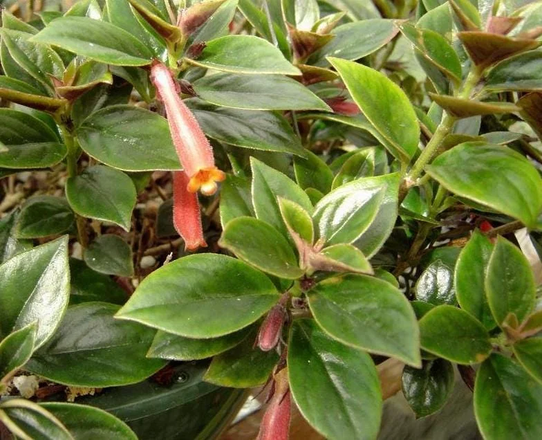 Nematanthus 'Bijou' Goldfish Plant Live, 3.3" Pot, Easy Care Trailing Houseplant Nematanthus 'Bijou' Goldfish Plant Live, 3.3" Pot, Easy Care Trailing Houseplant - Image 5