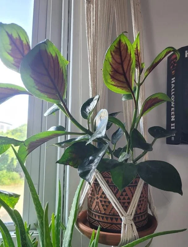 Nematanthus 'Bijou' Goldfish Plant Live, 3.3" Pot, Easy Care Trailing Houseplant Nematanthus 'Bijou' Goldfish Plant Live, 3.3" Pot, Easy Care Trailing Houseplant - Image 6