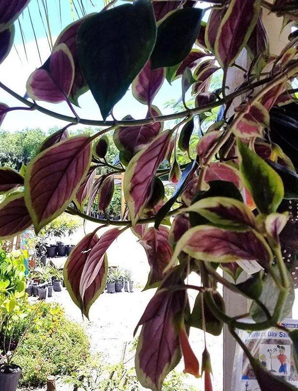 Nematanthus 'Bijou' Goldfish Plant Live, 3.3" Pot, Easy Care Trailing Houseplant Nematanthus 'Bijou' Goldfish Plant Live, 3.3" Pot, Easy Care Trailing Houseplant - Image 7