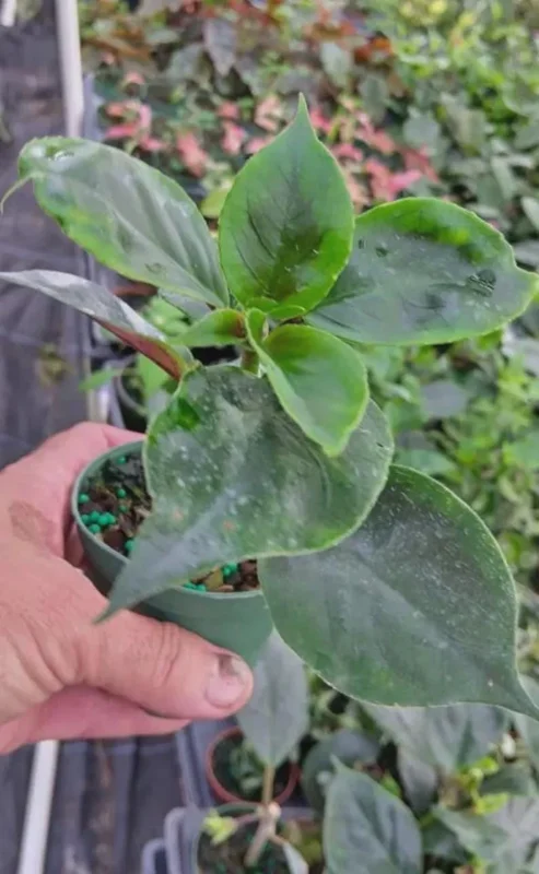 Nematanthus 'Bijou' Goldfish Plant Live, 3.3" Pot, Easy Care Trailing Houseplant Nematanthus 'Bijou' Goldfish Plant Live, 3.3" Pot, Easy Care Trailing Houseplant - Image 8