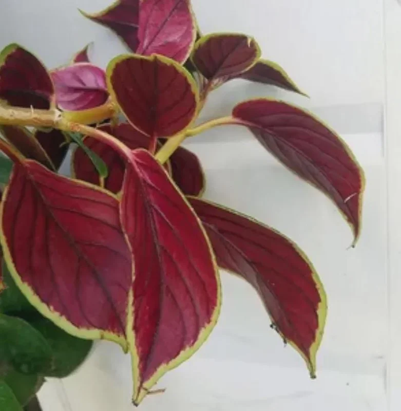 Nematanthus 'Bijou' Goldfish Plant Live, 3.3" Pot, Easy Care Trailing Houseplant Nematanthus 'Bijou' Goldfish Plant Live, 3.3" Pot, Easy Care Trailing Houseplant - Image 9