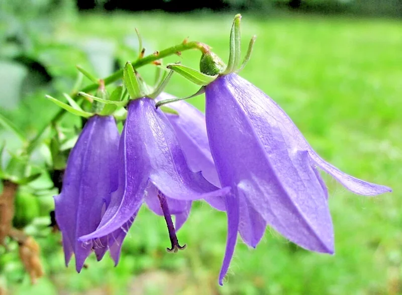 Nettle Leafed Bellflower Seeds Mix - Blue & White Campanula Trachelium, 200 Perennial Flower Seeds, Outdoor - Image 2