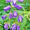 Nettle Leafed Bellflower Seeds Mix - Blue & White Campanula Trachelium, 200 Perennial Flower Seeds, Outdoor - Image 1