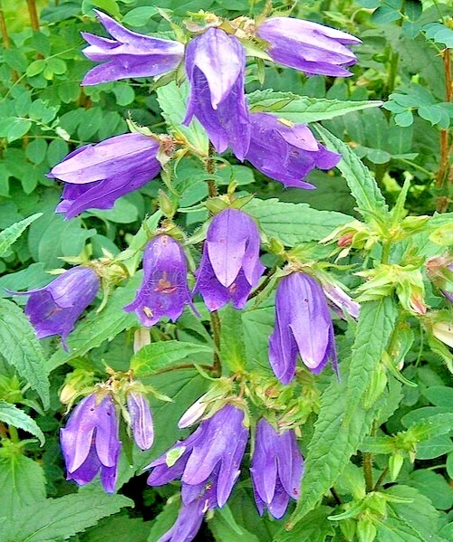 Nettle Leafed Bellflower Seeds Mix - Blue & White Campanula Trachelium, 200 Perennial Flower Seeds, Outdoor - Image 1
