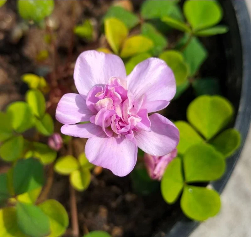 Nidulans Oxalis Live Plant - Ornamental White Flowers, 4 Inch Pot Nidulans Oxalis Live Plant - Ornamental White Flowers, 4 Inch Pot - Image 2