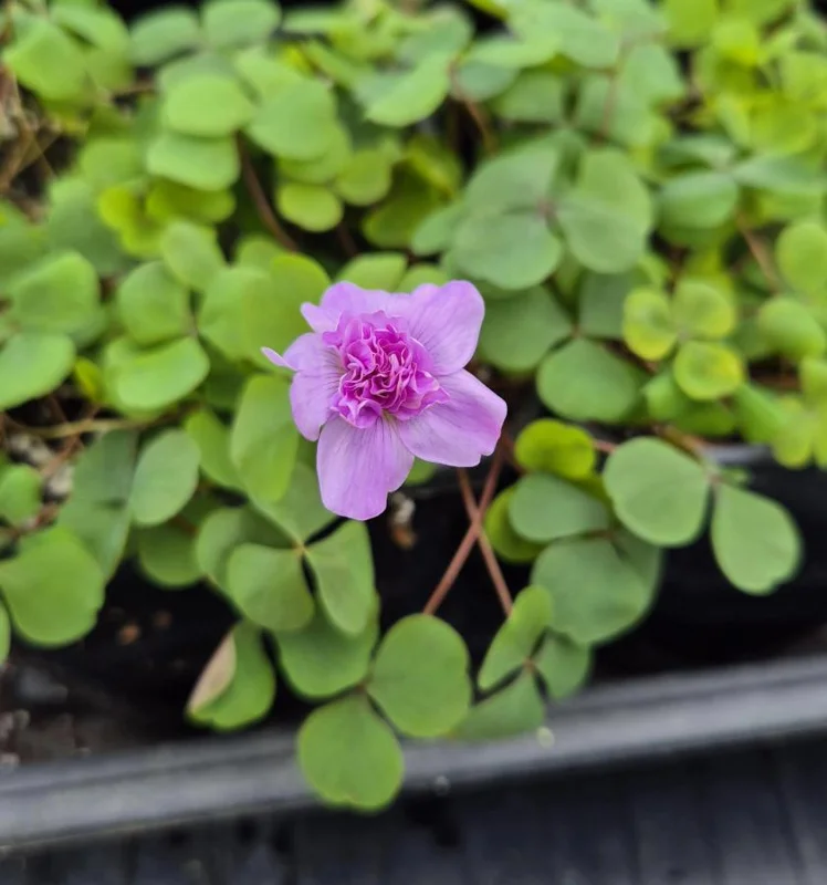 Nidulans Oxalis Live Plant - Ornamental White Flowers, 4 Inch Pot Nidulans Oxalis Live Plant - Ornamental White Flowers, 4 Inch Pot - Image 3