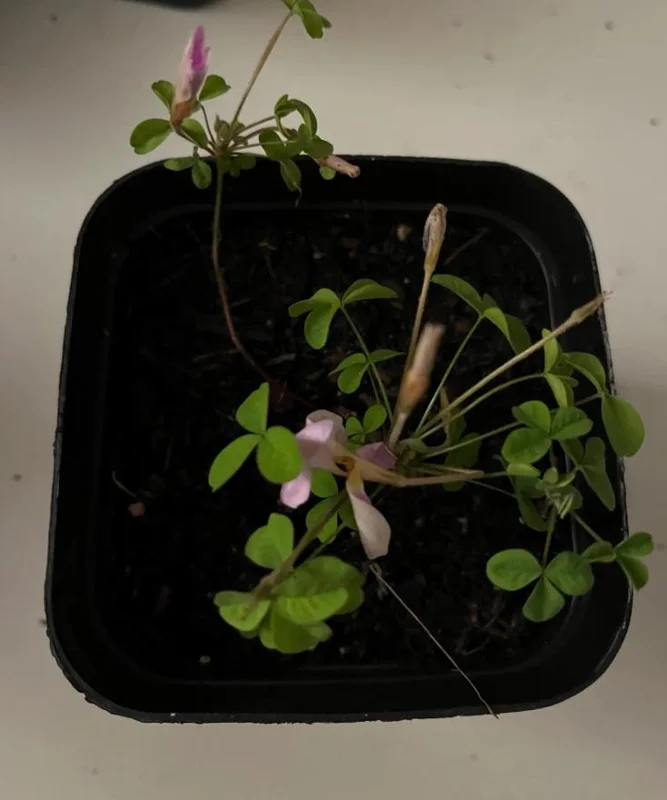 Nidulans Oxalis Live Plant - Ornamental White Flowers, 4 Inch Pot Nidulans Oxalis Live Plant - Ornamental White Flowers, 4 Inch Pot - Image 4