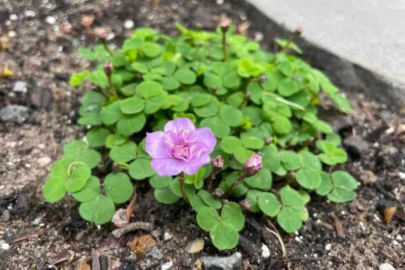 Nidulans Oxalis Live Plant - Ornamental White Flowers, 4 Inch Pot Nidulans Oxalis Live Plant - Ornamental White Flowers, 4 Inch Pot - Image 5