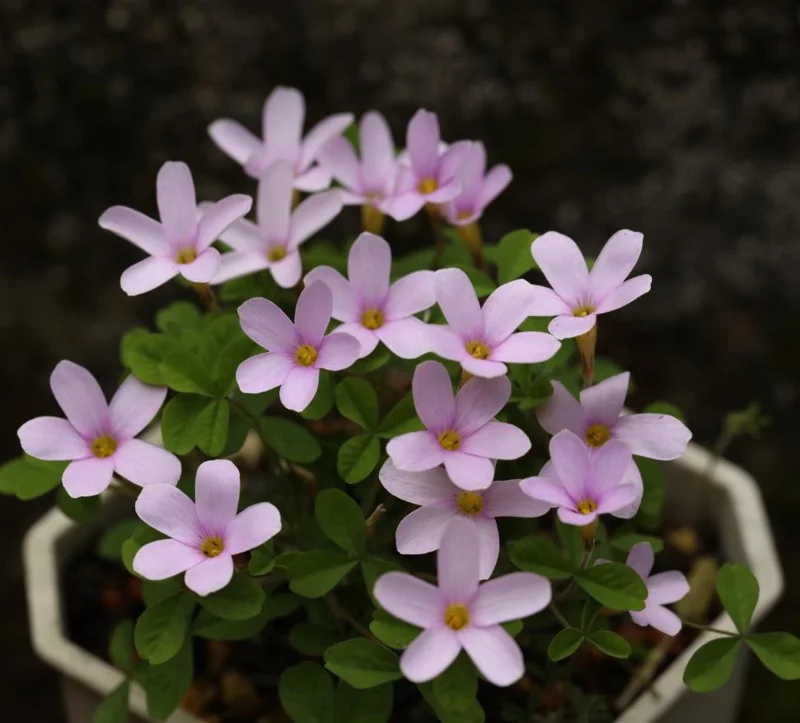 Nidulans Oxalis Live Plant - Ornamental White Flowers, 4 Inch Pot Nidulans Oxalis Live Plant - Ornamental White Flowers, 4 Inch Pot - Image 6
