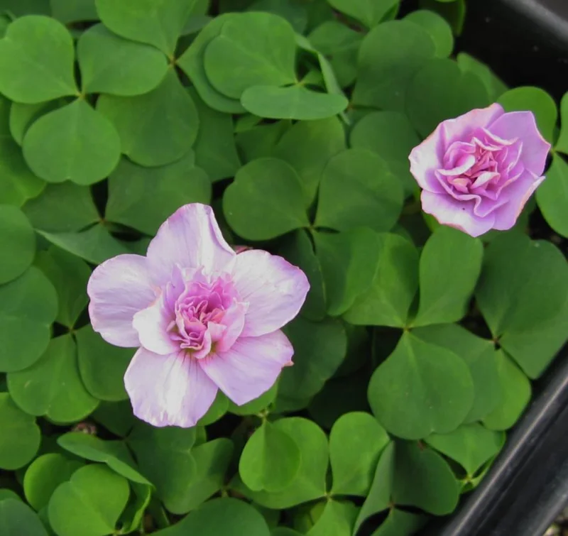 Nidulans Oxalis Live Plant - Ornamental White Flowers, 4 Inch Pot Nidulans Oxalis Live Plant - Ornamental White Flowers, 4 Inch Pot - Image 7