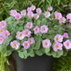 Nidulans Oxalis Live Plant - Ornamental White Flowers, 4 Inch Pot Nidulans Oxalis Live Plant - Ornamental White Flowers, 4 Inch Pot - Image 1