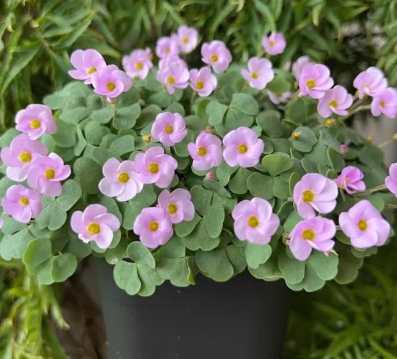 Nidulans Oxalis Live Plant - Ornamental White Flowers, 4 Inch Pot Nidulans Oxalis Live Plant - Ornamental White Flowers, 4 Inch Pot - Image 1