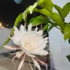 Night Blooming Cactus Live Plant – Queen of the Night – 4 Inch Pot – Fragrant White Flowers Indoor/Patio - Image 1