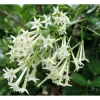 Night Blooming Jasmine Live Plant, Fragrant Flowers Vine, 4" Pot, Outdoor - Image 1