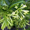 Night Blooming Jasmine Live Plant – Fragrant Shrub – 4-6 Inches Tall – Indoor & Outdoor - Image 1