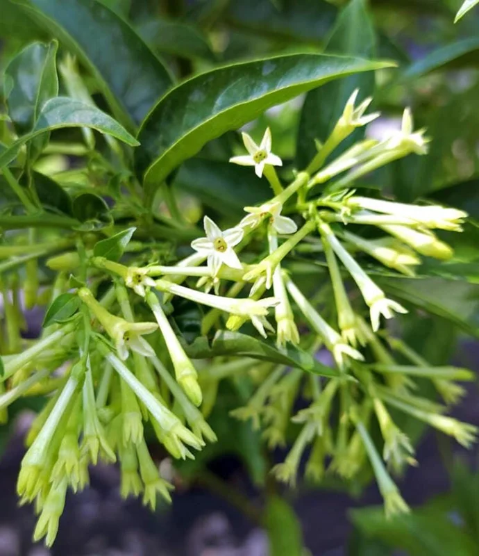 Night Blooming Jasmine Live Plant – Fragrant Shrub – 4-6 Inches Tall – Indoor & Outdoor - Image 1