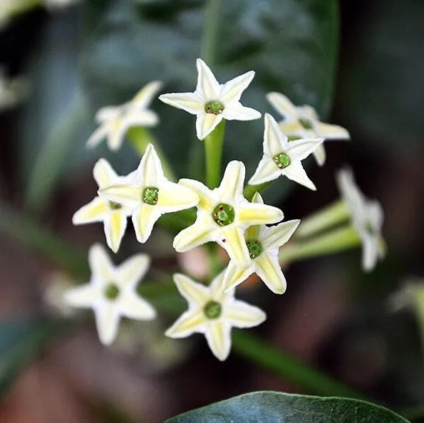 Night Blooming Jasmine Live Plant – Fragrant Shrub – 4-6 Inches Tall – Indoor & Outdoor - Image 2