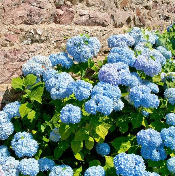 Nikko Blue Hydrangea Live Plant – 2 Rooted Cuttings – 8-12 Inch Tall – Outdoor Shrub Nikko Blue Hydrangea Live Plant – 2 Rooted Cuttings – 8-12 Inch Tall – Outdoor Shrub - Image 2