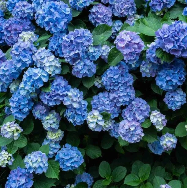 Nikko Blue Hydrangea Live Plant – 2 Rooted Cuttings – 8-12 Inch Tall – Outdoor Shrub Nikko Blue Hydrangea Live Plant – 2 Rooted Cuttings – 8-12 Inch Tall – Outdoor Shrub - Image 4