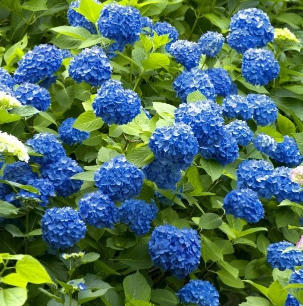 Nikko Blue Hydrangea Live Plant – 2 Rooted Cuttings – 8-12 Inch Tall – Outdoor Shrub Nikko Blue Hydrangea Live Plant – 2 Rooted Cuttings – 8-12 Inch Tall – Outdoor Shrub - Image 5