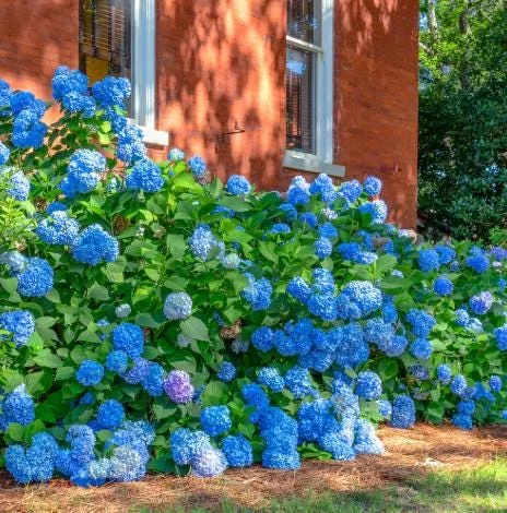 Nikko Blue Hydrangea Live Plant – 2 Rooted Cuttings – 8-12 Inch Tall – Outdoor Shrub Nikko Blue Hydrangea Live Plant – 2 Rooted Cuttings – 8-12 Inch Tall – Outdoor Shrub - Image 6