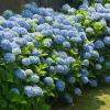 Nikko Blue Hydrangea Live Plant – 2 Rooted Cuttings – 8-12 Inch Tall – Outdoor Shrub - Image 1