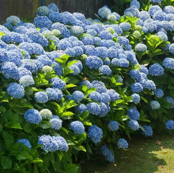 Nikko Blue Hydrangea Live Plant – 2 Rooted Cuttings – 8-12 Inch Tall – Outdoor Shrub Nikko Blue Hydrangea Live Plant – 2 Rooted Cuttings – 8-12 Inch Tall – Outdoor Shrub - Image 1