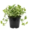 N'Joy Pothos Live Plant – Houseplant – 4 Inch Pot – Indoor & Outdoor - Image 1