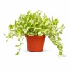 N'Joy Pothos Live Plant, Variegated Devil's Ivy, 4 Inch Pot, Indoor Air Purifier - Image 1