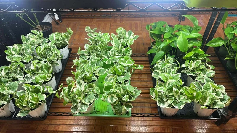 N'Joy Pothos Live Plant, Variegated Devil's Ivy, 4 Inch Pot, Indoor Air Purifier N'Joy Pothos Live Plant, Variegated Devil's Ivy, 4 Inch Pot, Indoor Air Purifier - Image 2